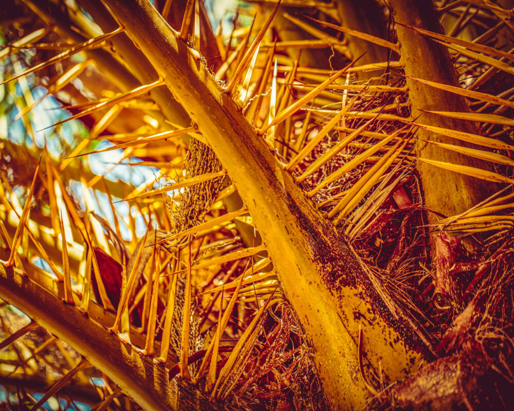 Baumkrone einer Palme mit Dornen in kräftigen Orangetönen