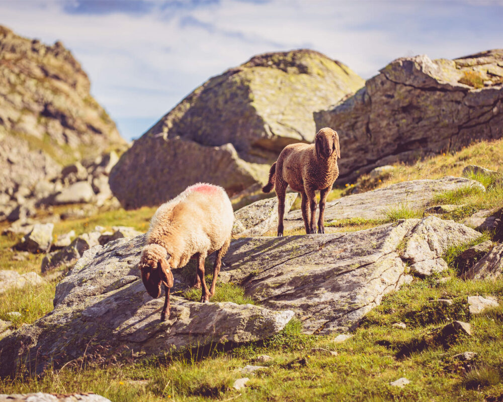 Zwei Schafe zwischen Felsen in den Alpen in Südtirol